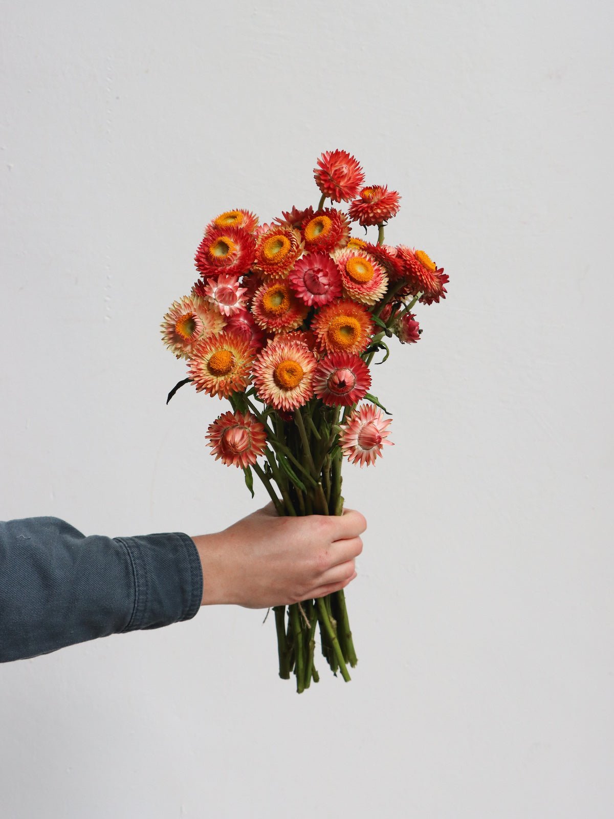 Drying Native Australian Flowers Naturally at Home