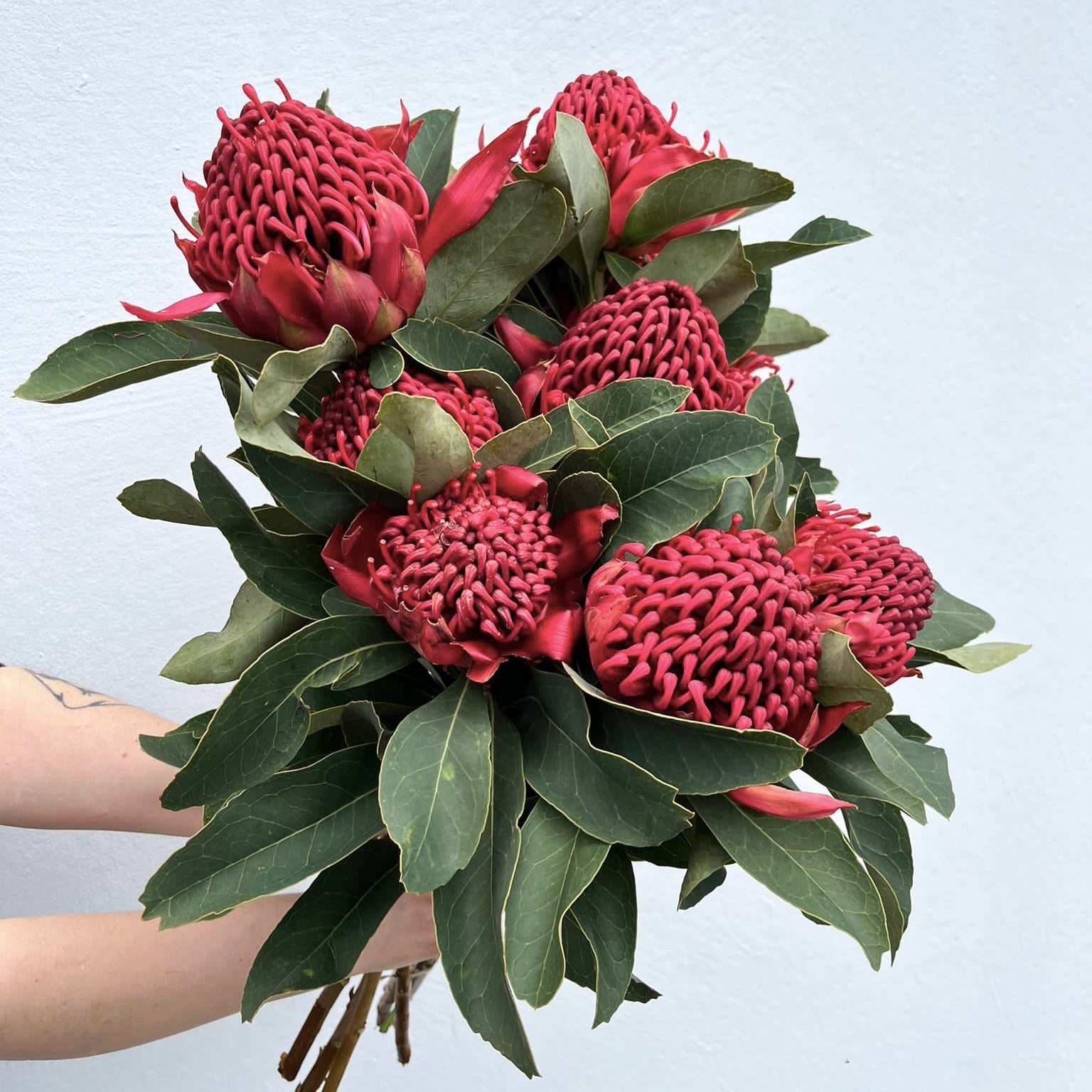 Waratahs