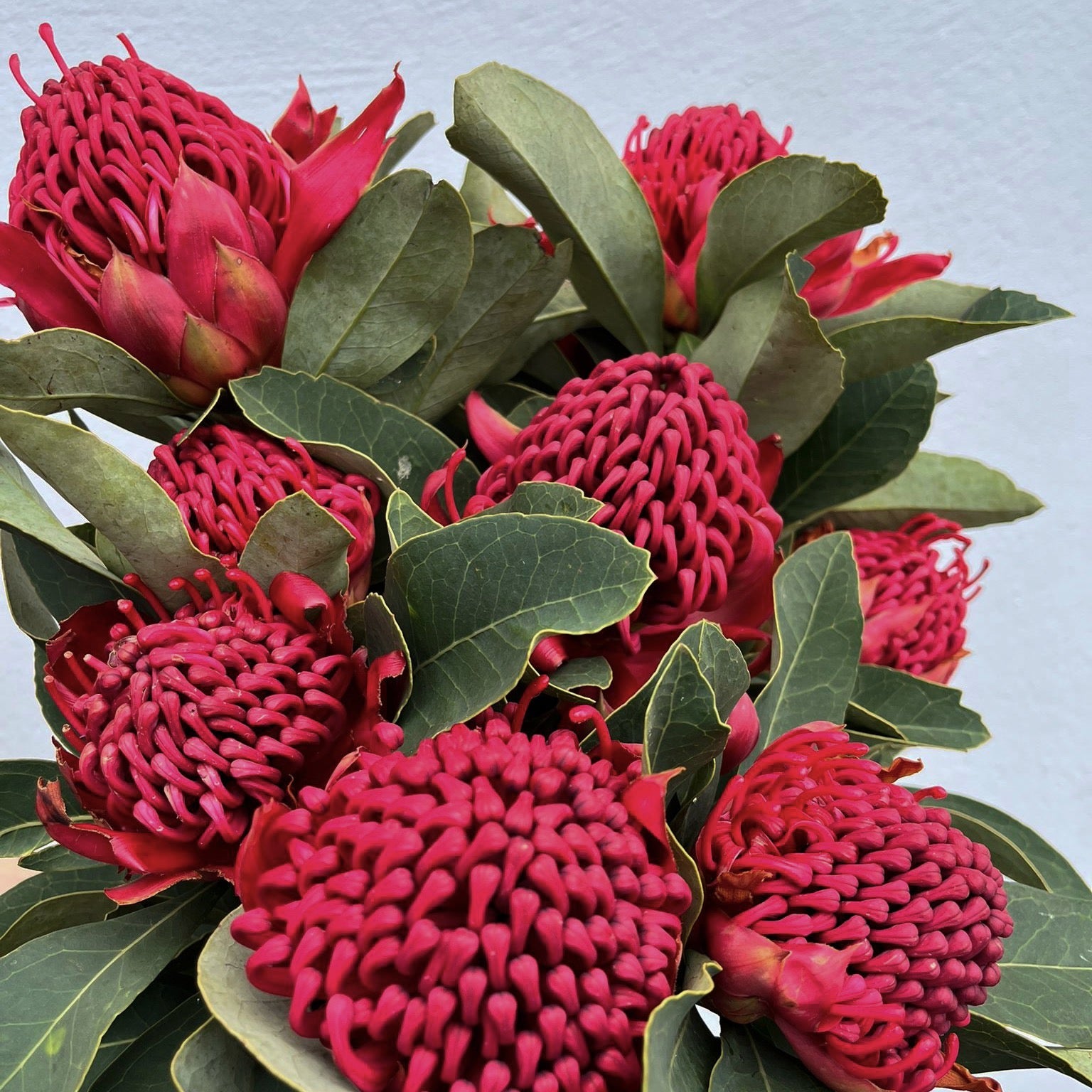 Waratahs
