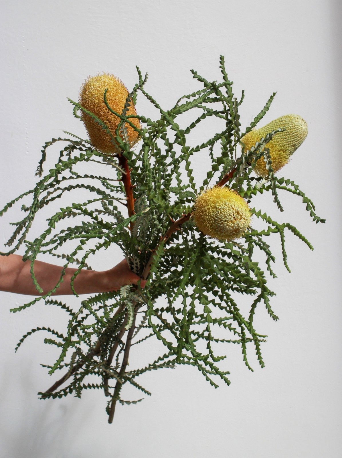 Banksias