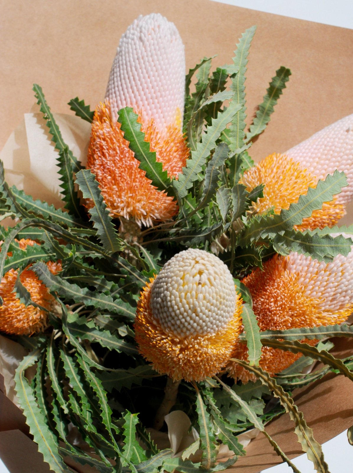 Banksias