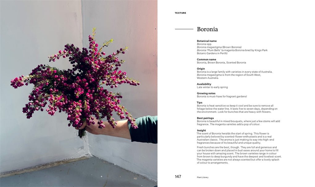 BUSH FLOWERS | Australian flowers and foliage for decoration and design