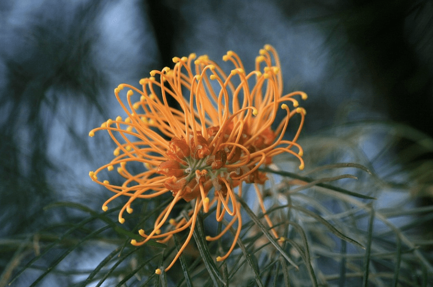 Chocolate and flower delivery Melbourne
