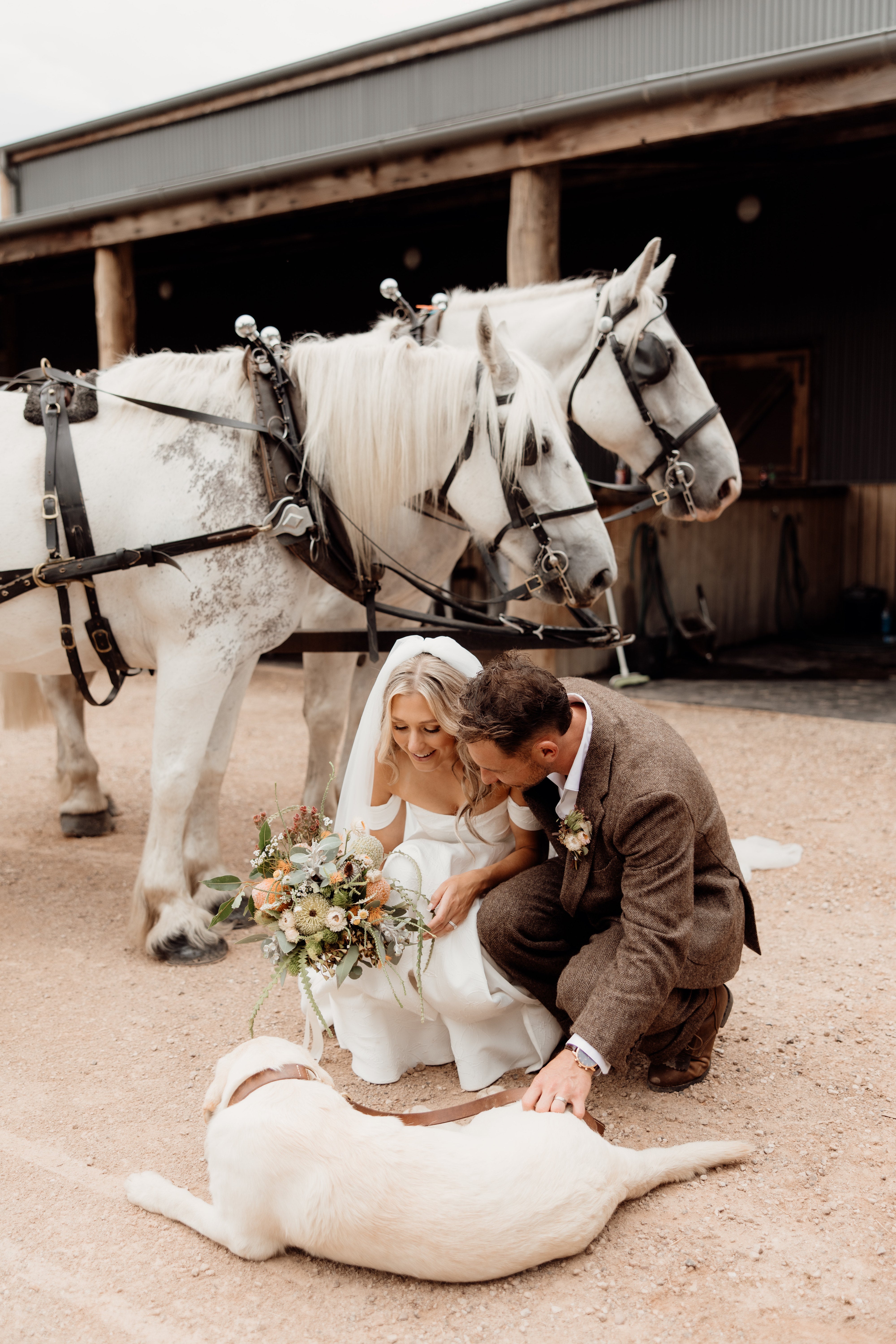 Wedding couple with white horses and native flowers in a rustic setting