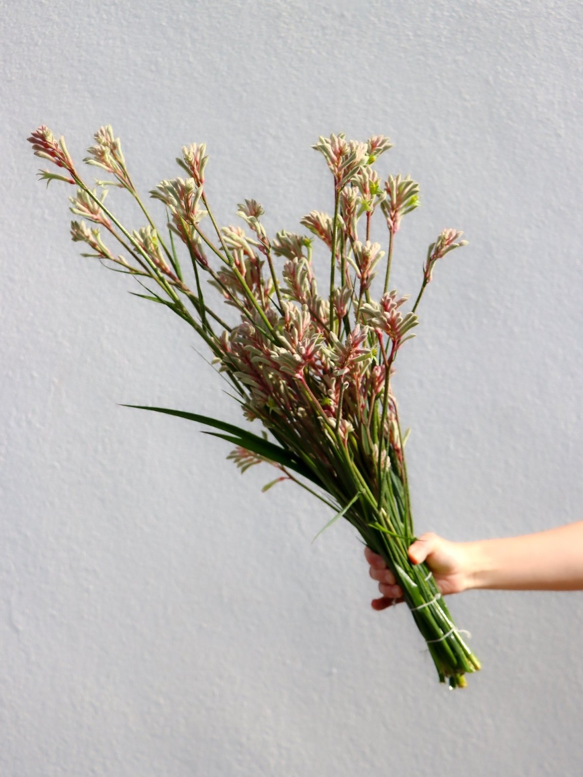 Kangaroo Paw