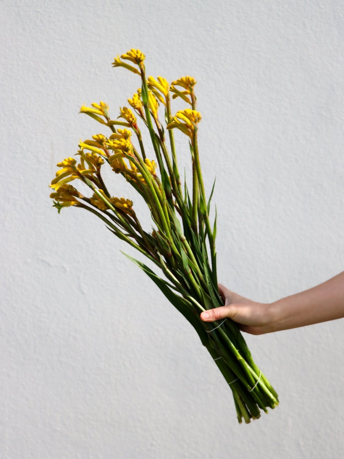 Kangaroo Paw