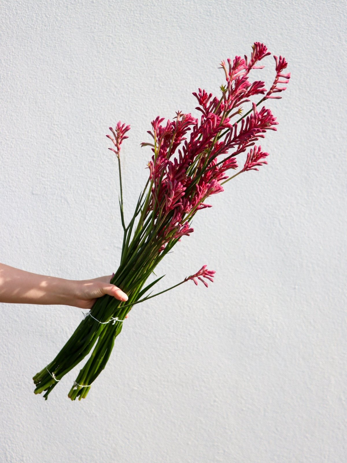 Kangaroo Paw