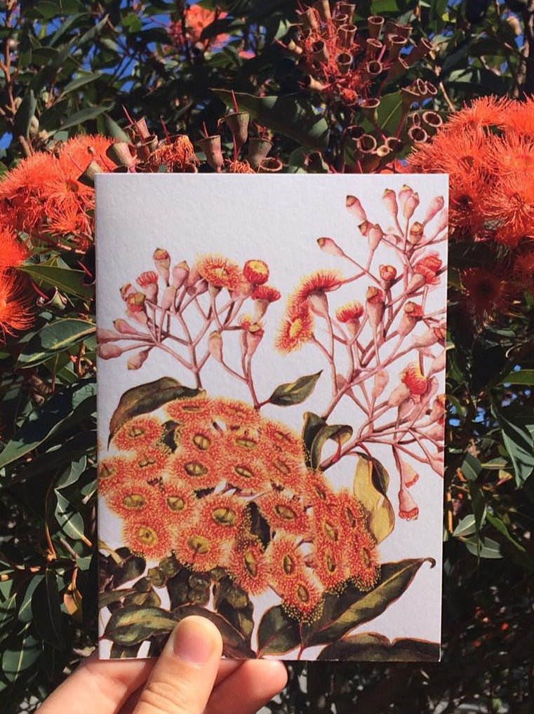 Illustrated Native Flower Card by Philippa Nikulinsky