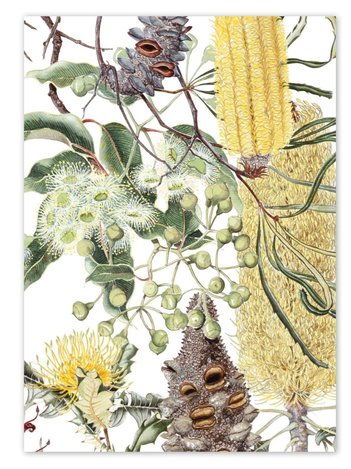 Illustrated Native Flower Card by Philippa Nikulinsky